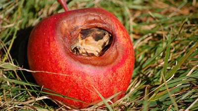 После показа новых iPhone Apple подешевела на $24 млрд