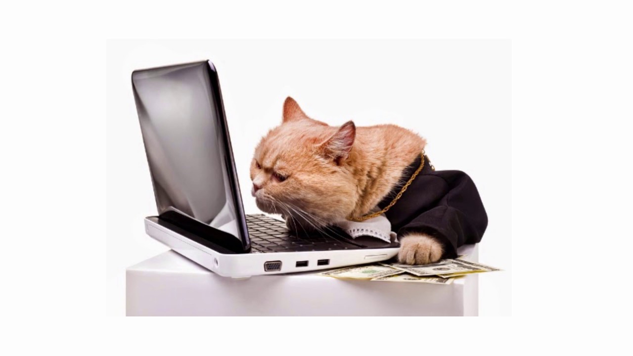 Стоит ли становиться программистом: сложности профессии | KV.by